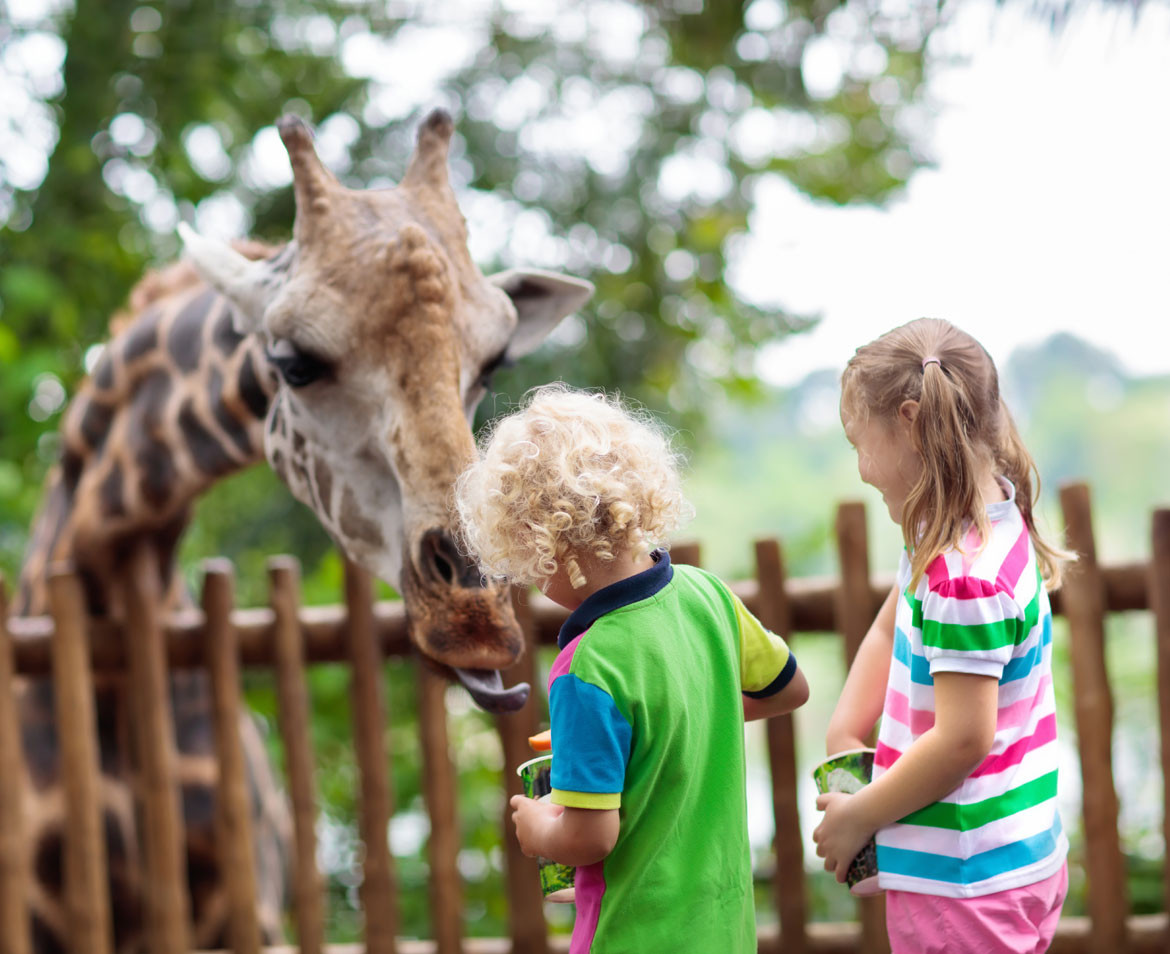 media.Highlights_Zoo_HotelRock_LidodiSavio