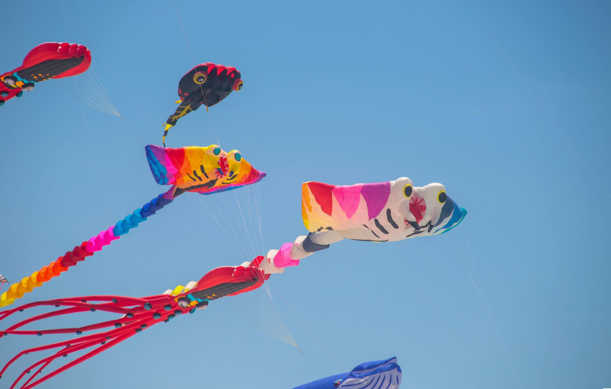 media.festival_aquiloni_cervia